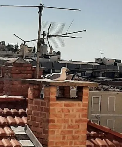 Le Petit Citron 멍똥